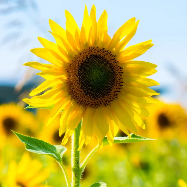 Zonnebloem in een veld — Stockfoto