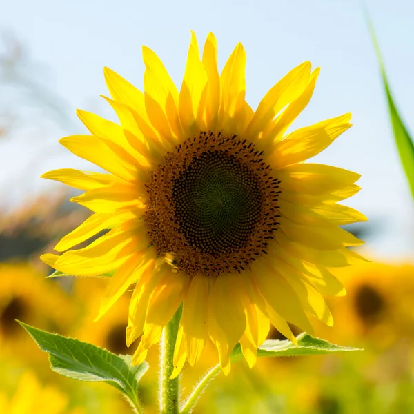 Sunflower in a field — Stock Photo, Image