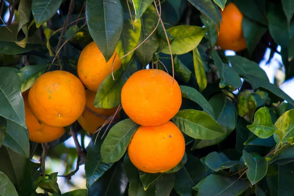 Oranges dans un arbre — Photo