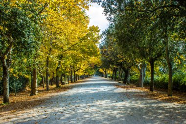 ormanlık yol