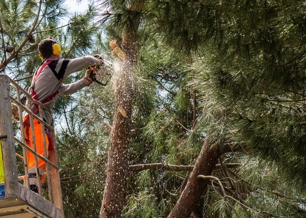 Professional lumberjack cuts trunks — Stock Photo, Image