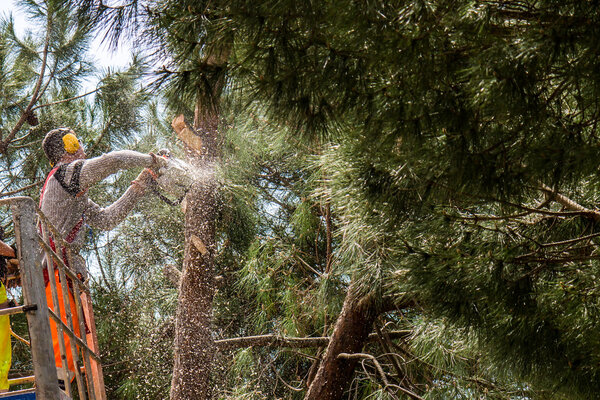 Профессиональный лесоруб рубит стволы
