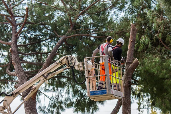 Profissional lenhador corta troncos — Fotografia de Stock