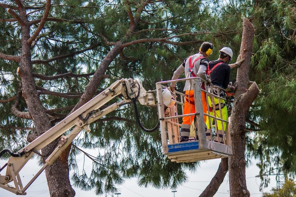 Professional lumberjack cuts trunks — Stock Photo, Image