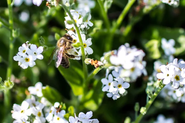 Västra honungsbiet — Stockfoto