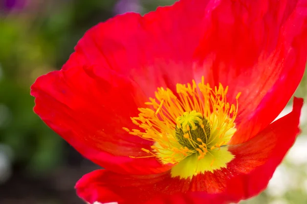 "papaver nudicaule "или исландский мак — стоковое фото