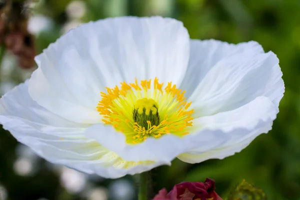 "Papaver nudicaule "lub MAK Islandii — Zdjęcie stockowe