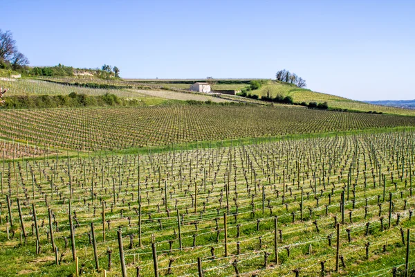 Winnice w saint-emilion bordeaux, Francja — Zdjęcie stockowe