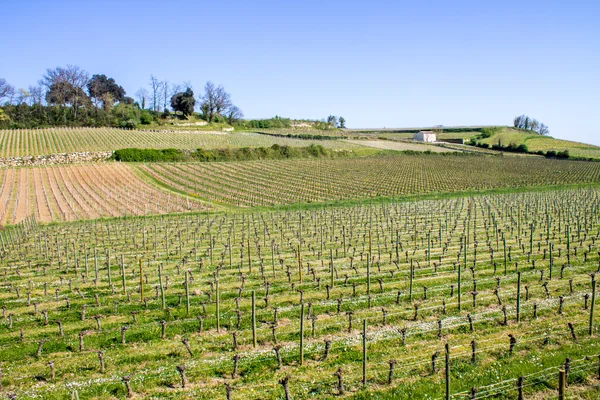 Üzüm bağları saint emilion, bordeaux, Fransa — Stok fotoğraf