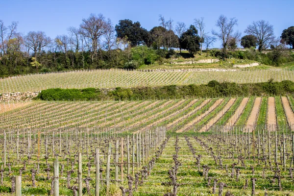 Üzüm bağları saint emilion, bordeaux, Fransa — Stok fotoğraf