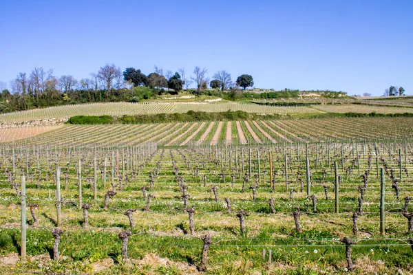 Üzüm bağları saint emilion, bordeaux, Fransa — Stok fotoğraf