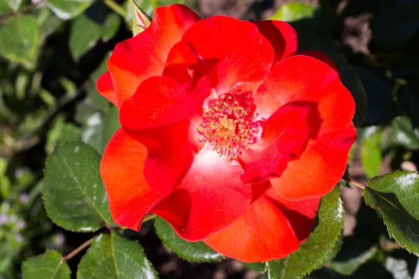Primer plano de una especie de rosa roja — Foto de Stock