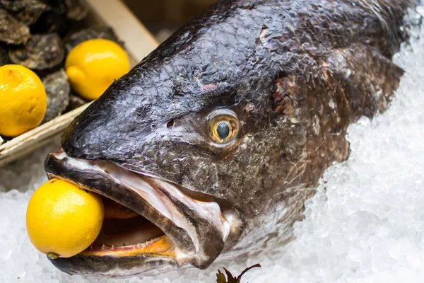 Meagre fish with a lemon in the mouth — Stock Photo, Image