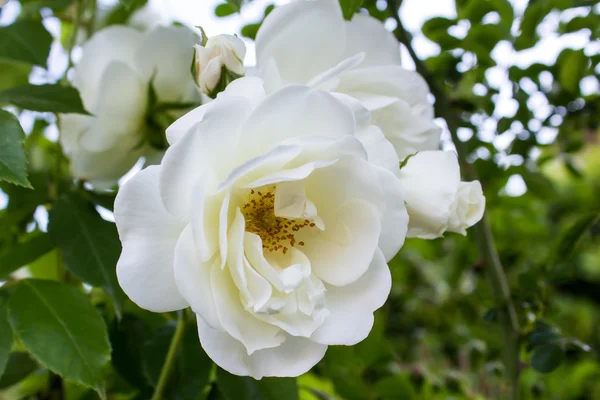 Gros Plan Une Rose Blanche Dans Jardin — Photo
