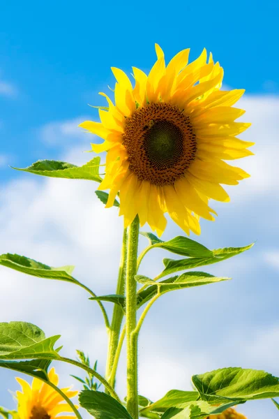 Bir tarlada ayçiçeği — Stok fotoğraf