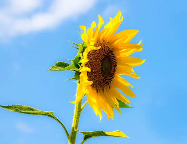 Girasol en un campo —  Fotos de Stock