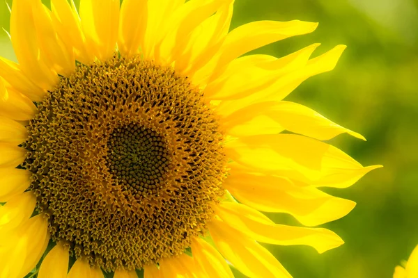 Tournesol dans un champ — Photo