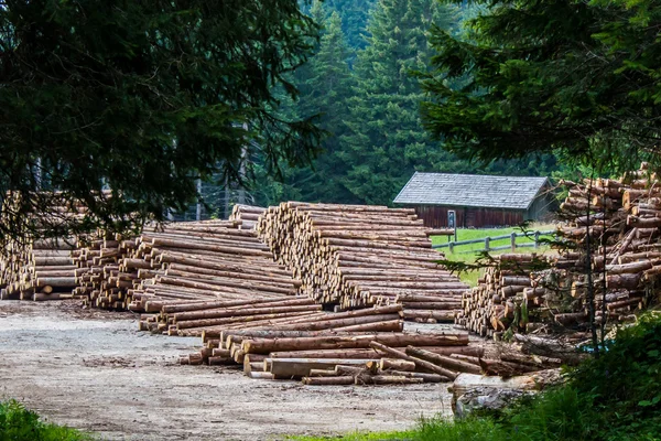 Pilha de troncos de árvores — Fotografia de Stock