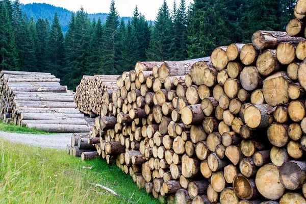 Pilha de troncos de árvores Imagem De Stock