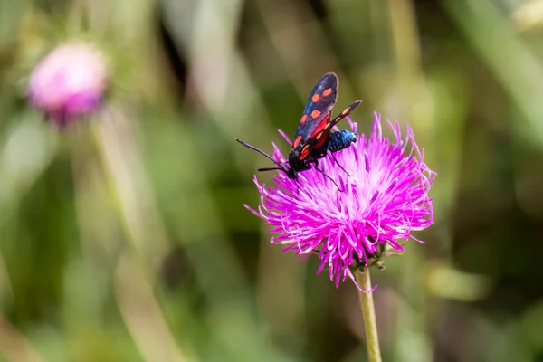 Můra Vřetenuška (Zygaena filipendulae) na Fialový květ — Stock fotografie