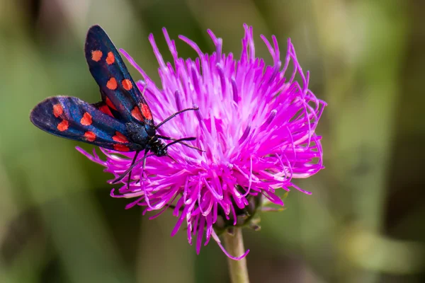 Můra Vřetenuška (Zygaena filipendulae) na Fialový květ — Stock fotografie