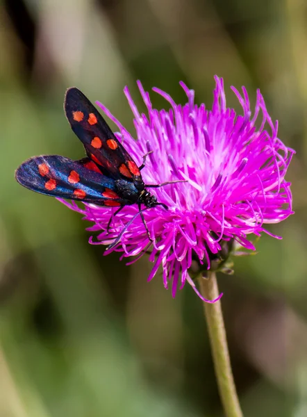 Můra Vřetenuška (Zygaena filipendulae) na Fialový květ — Stock fotografie