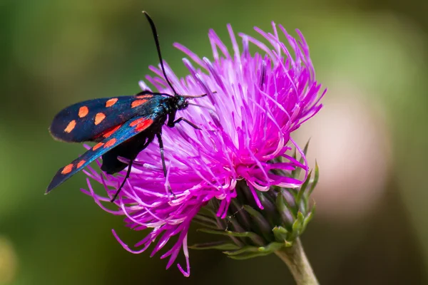 Můra Vřetenuška (Zygaena filipendulae) na Fialový květ — Stock fotografie