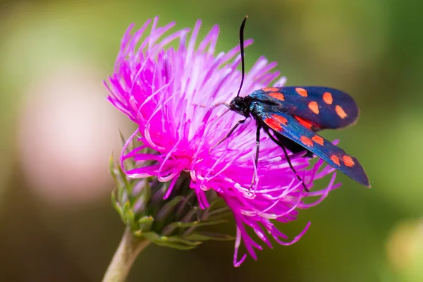 Můra Vřetenuška (Zygaena filipendulae) na Fialový květ — Stock fotografie