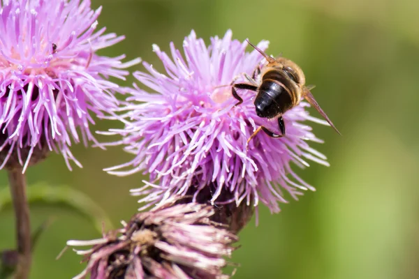 Abeja de miel en una flor púrpura — Foto de Stock