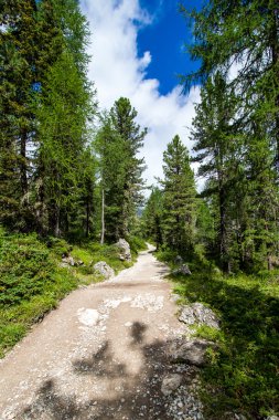 Yaz aylarında yemyeşil bir orman yolunda