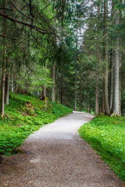Ormanda yol