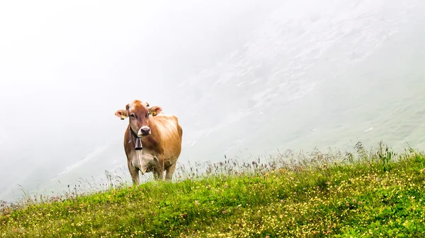 Αγελάδα βοσκή στην ομίχλη — Φωτογραφία Αρχείου