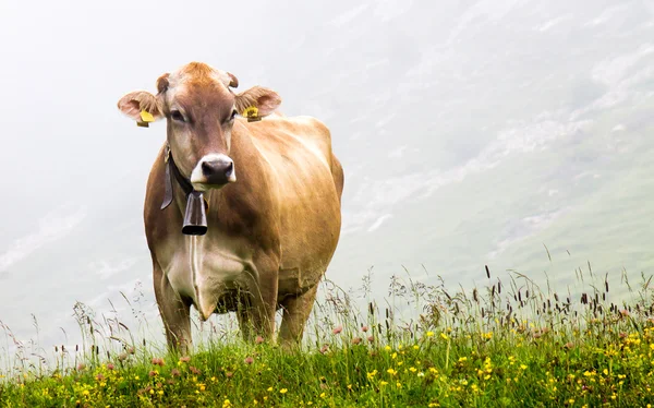 Kuh weidet im Nebel — Stockfoto