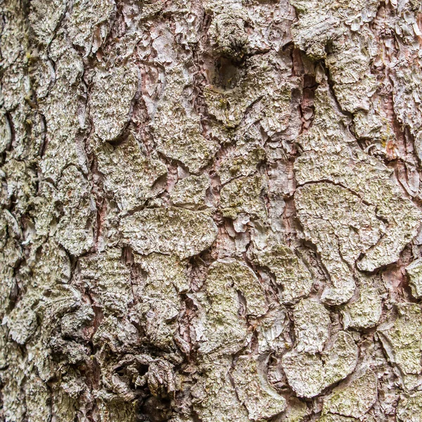 A casca de um abeto com musgo — Fotografia de Stock