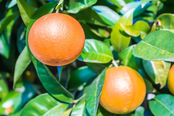 Oranges dans un arbre — Photo