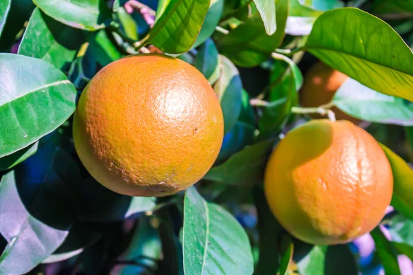 Oranges dans un arbre — Photo