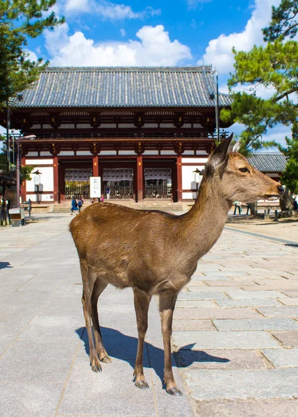 Cervos sika vivem perto de um templo em Nara, Japão — Fotografia de Stock