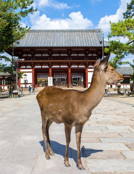 Sika deer live near a temple in Nara, Japan — Stock Photo, Image