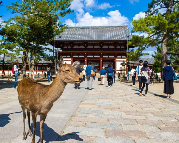 NARA, JAPAN - OCTOBER 13, 2015 -  sika deer live freely near a t — Stock Photo, Image