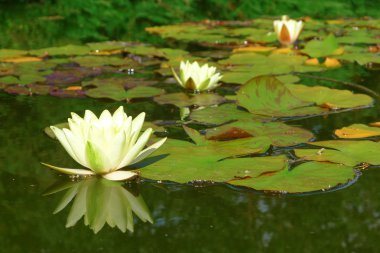 Nymphaea Alba üç çiçek