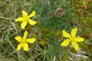 Hypericum perforatum