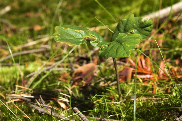 Oak seedling — Stock Photo, Image