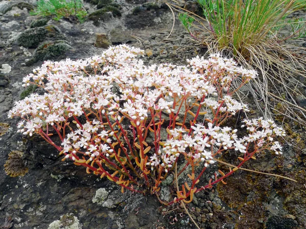 Saxifraga paniculata —  Fotos de Stock