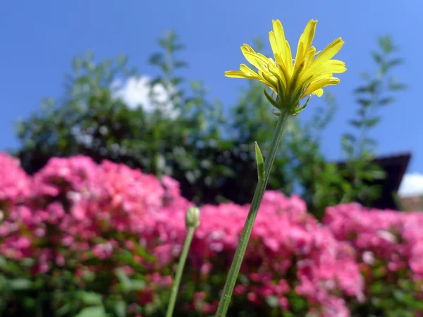 Hypochoeris radicata — Stok fotoğraf