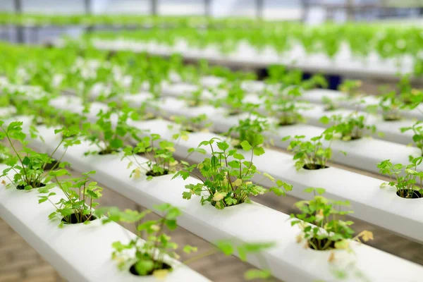 Planta Vegetal Hidropónica Cilantro Cilantro Que Crece Invernadero Hidropónico — Foto de Stock