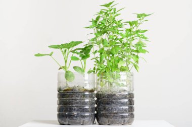 Plastik şişeler sebze ekmekte, evde bitki yetiştirmede, yeniden kullanımda ve geri dönüşümde kullanılır.