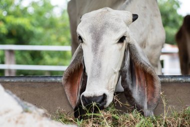 İnek ahırında ot yiyen ineklere, Tayland 'da hayvanlara yakın.