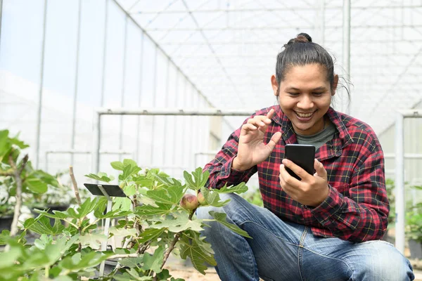 아시아의 무화과나무 온실에서 관리하기 스마트폰을 사용하는 — 스톡 사진