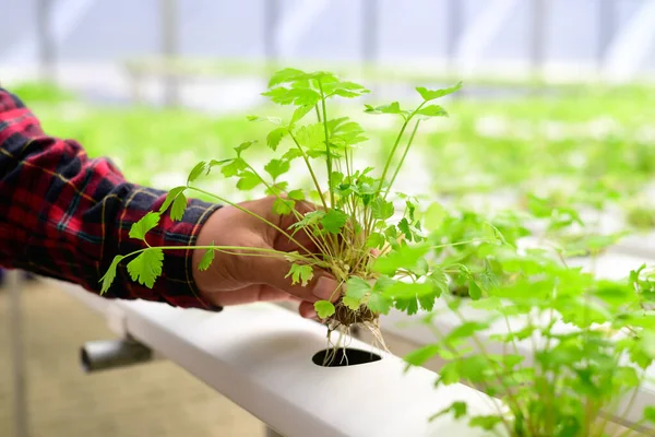 Planta Hortícola Hidropónica Cilantro Cilantro Cosecha Manual Del Agricultor Invernadero — Foto de Stock