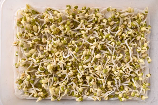 Mung bean sprouts are growing in food box, Organic vegetables and food ingredients in Asian food